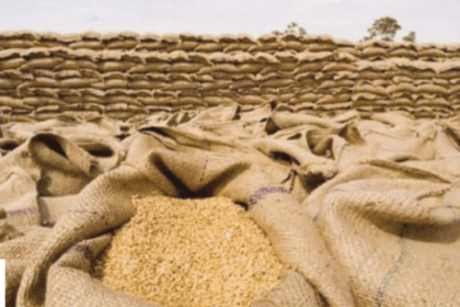 Wheat Prices Down in Punjab After Ghandam Scheme