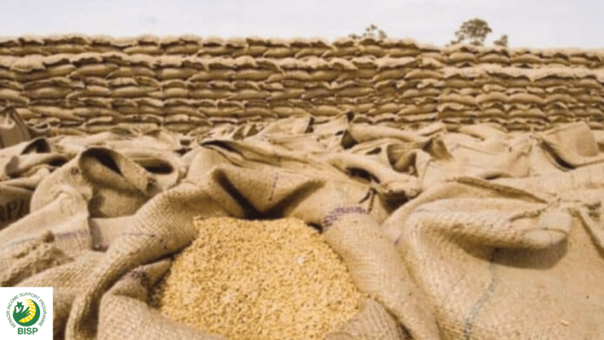 Wheat Prices Down in Punjab After Ghandam Scheme