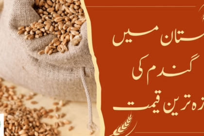 CM Revised the Wheat Rate in Punjab After Ghandum Scheme