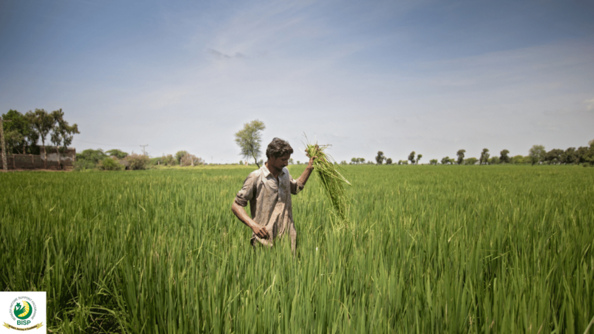 Creation of Sahulat Centres for farmers by Punjab Govt